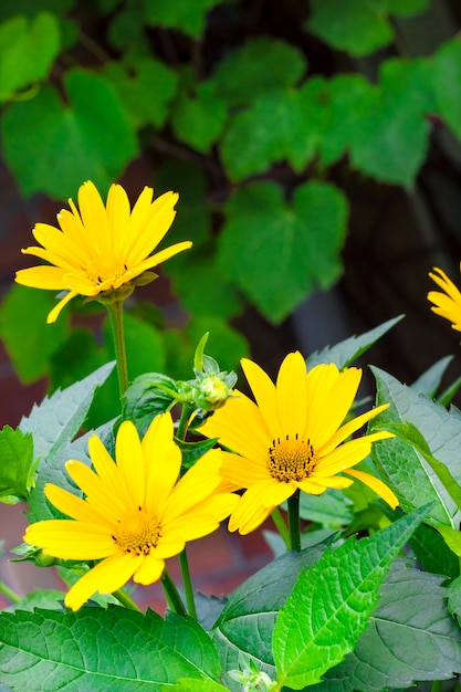 Heliopsis flowers closeup