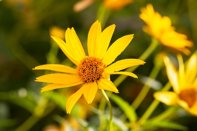 Heliopsis helianthoides false sunflower in bloom A beautiful yellow flower on a yellow blurry background Floral summer background