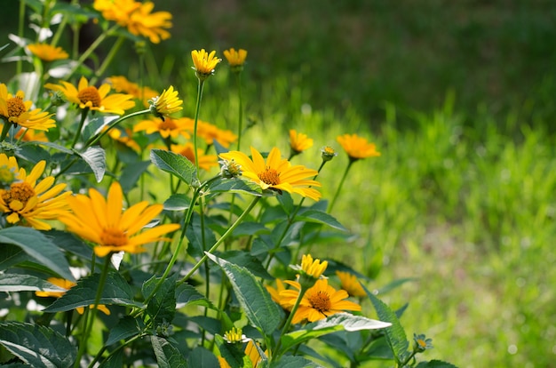 Heliopsis helianthoides, yellow flowers