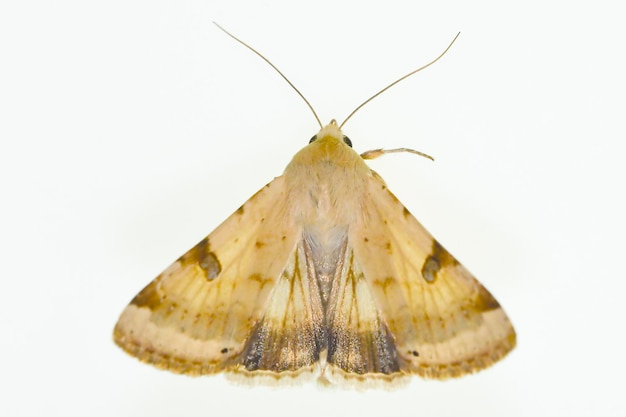 Heliothis peltigera - the fringed straw, is a species of moth in the family Noctuidae. 