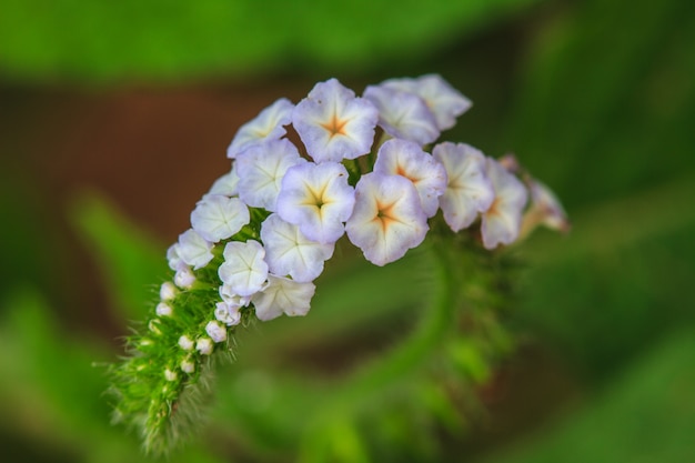 Heliotropium indicum bloem