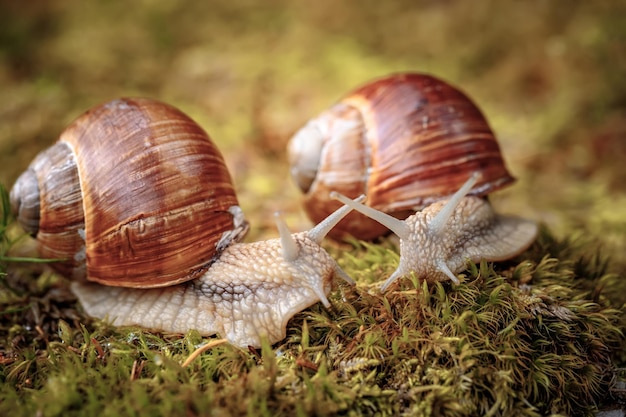 Helix pomatia also Roman snail, Burgundy snail, edible snail or escargot, is a species of large, edible, air-breathing land snail, a terrestrial pulmonate gastropod mollusk in the family Helicidae.
