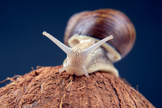 Helix pomatia druivenslak op een kokosnoot op een donkere achtergrond weekdier en ongewervelde gastronomische proteïne vleesvoedsel