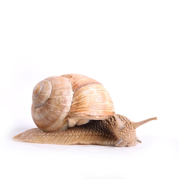 Helix pomatia.Garden snail isolated .Grape snail.