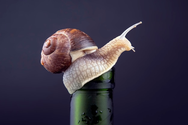 Helix pomatia. grape snail on a bottle on a dark background. mollusc and invertebrate. gourmet protein meat food.