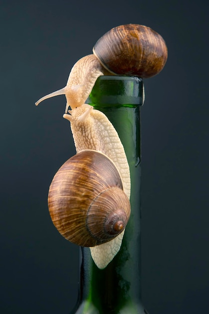 Helix pomatia. grape snail on a bottle on a dark background. mollusc and invertebrate. gourmet protein meat food.