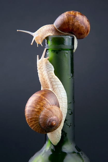 Helix pomatia. grape snail on a bottle