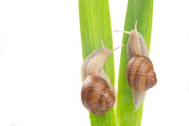 Helix pomatia. grape snail crawling on green leaves. mollusc and invertebrate. delicacy meat and gourmet food. relaxation