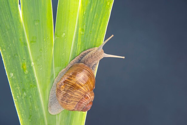 Helix pomatia. виноградная улитка ползет по зеленым листьям.