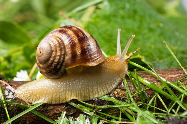 Helix pomatia grote druivenslak kruipt ontspannen op het gras