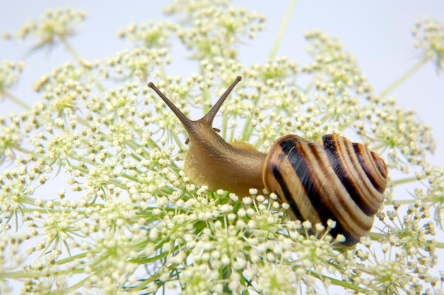 Helix pomatia. kleine slak die op een bloem kruipt. weekdieren en ongewervelden. delicatesse vlees en gastronomische gerechten.