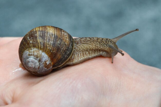 Helix pomatia large Roman snail on the hand of a human Oberelsbach Germany