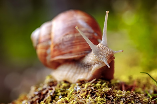 Helix pomatia ook Romeinse slak, Bourgondische slak, eetbare slak of escargot, is een soort van grote, eetbare, luchtademende landslak, een terrestrische pulmonate buikpotige weekdier in de familie Helicidae.