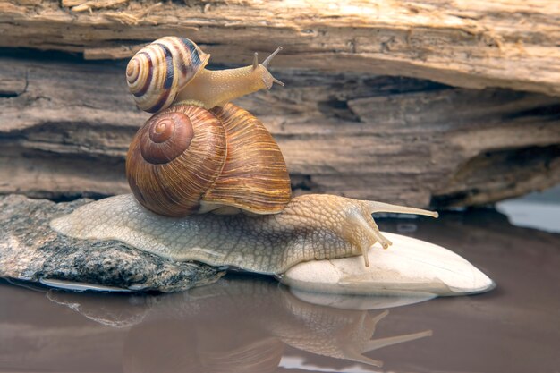 Foto helix pomatia. slak klimt van steen naar steen. weekdieren en ongewervelden.