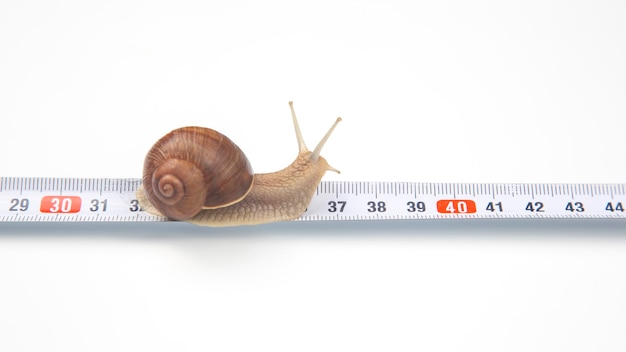 Helix pomatia. The snail crawls along the measuring ruler.