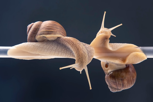 Helix pomatia. snails hang from a plastic tube.