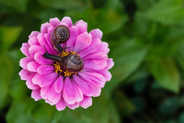 リンゴマイマイピンクの花に2つのブドウのカタツムリ