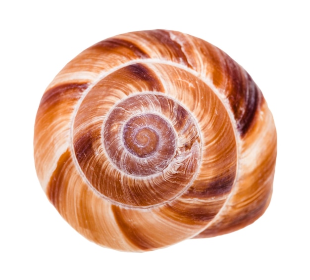 Helix shell of roman snail isolated on white