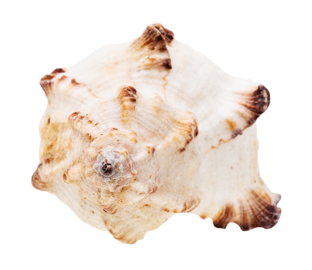Photo helix white seashell of mollusk isolated