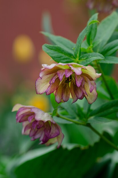 Hellebore Double Pink Speckled flower growing in winter