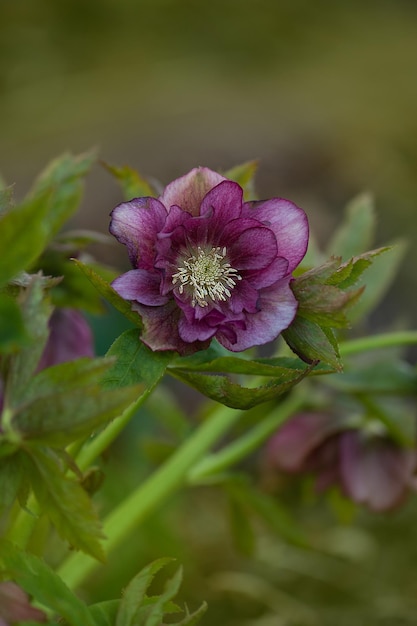 Hellebore flower Prince Double Red