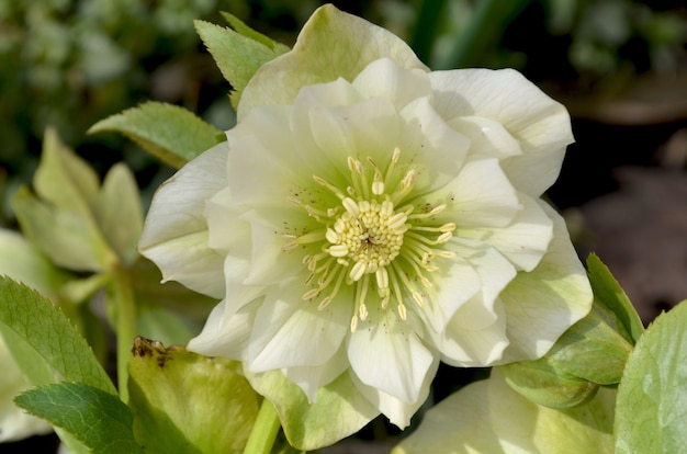 Hellebore white