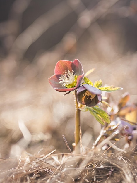 Photo hellebore