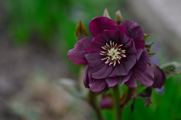 Hellebores 더블 엘렌 퍼플