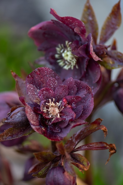 Helleborus bloeit Double Magic Blue