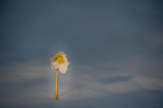 Foto helleborus bloem genesteld in de sneeuw