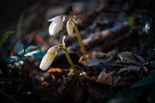 Helleborus 꽃 봉오리 Helleborus 숲 속의 햇볕에 쬐인 꽃