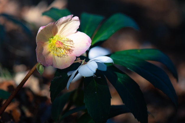 Helleborus 꽃 하나는 흰색과 하나의 분홍색은 북부 이탈리아의 pre-Alps에