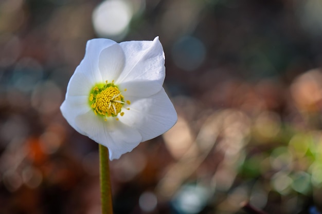 Helleborus flower with blurred background on the pre-Alps of northern Italy
