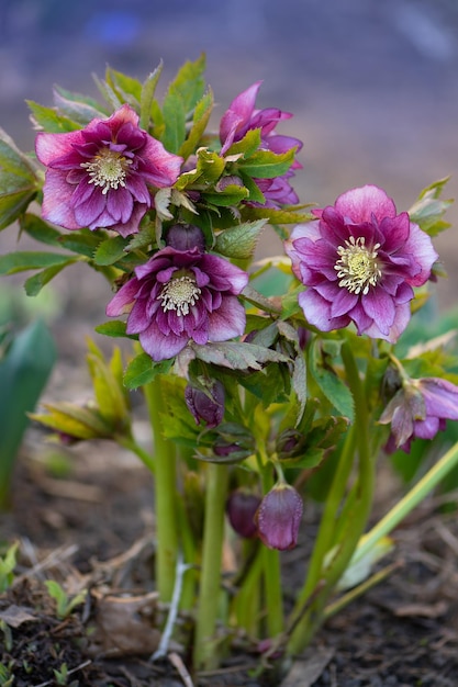 Helleborus hybridus Double Ellen Rood groeit in de lentetuin Kerstroos of Lenten Nieskruid of Sneeuwroos