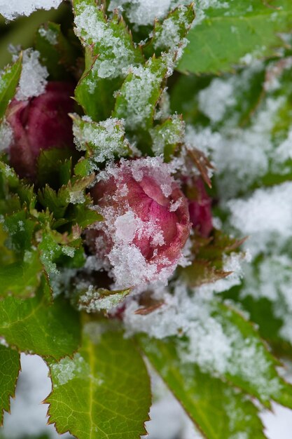 ヘレボルスまたはレンテンローズのハイブリッドが庭で雪と花を咲かせる雪から花を咲かせるクリスマスのバラの花地面が雪で覆われている間にヘレボルスが咲く