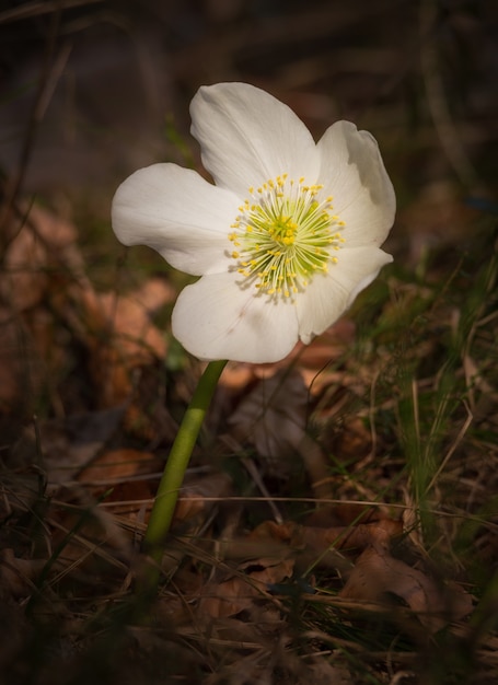 Helleborus Niger bloem in het bos