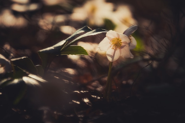 Helleborus niger bloem in het de lentebos