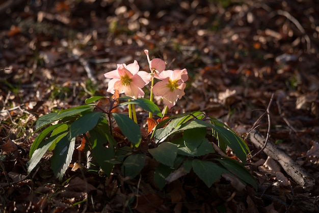 Foto helleborus niger bloemen