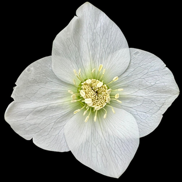 Helleborus niger flower black background