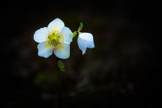 Helleborus niger белый цветок