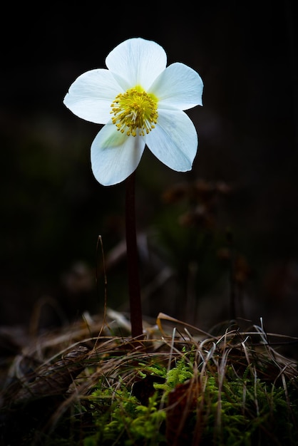 Helleborus niger witte bloem