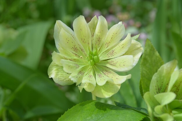 Helleborus niger in a woodland garden Helleborus rose flower in garden in springtime Winter rose Prince Double Yellowin or Christmas rose flower with evergreen foliage