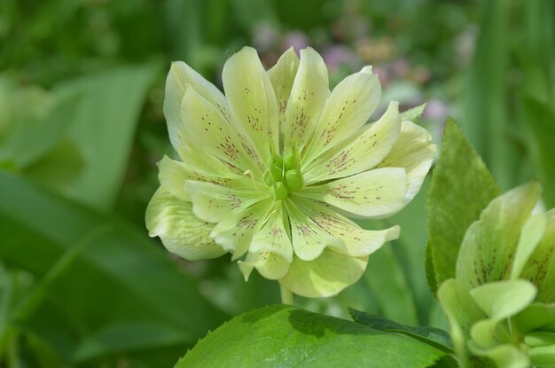 森の庭のヘレボルス・ニガー春の庭のヘレボルス・ローズの花冬のバラプリンス・ダブル・イエローインまたは常緑の葉のクリスマスのバラの花