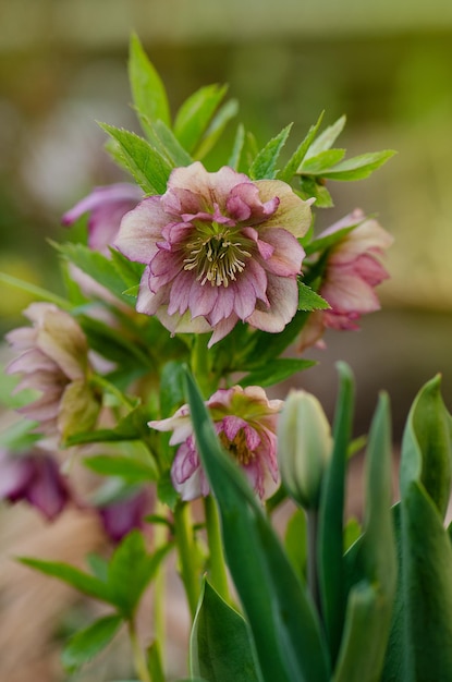 Helleborus Party Dress bloom Hellebore grows in the garden