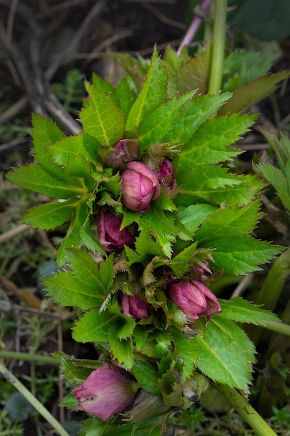 Helleborus plant first to bloom in the garden in winter time Macro shot Hellebore grows in the garden