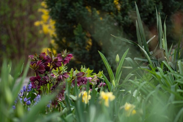 Helleborus planten in de tuin in halfschaduw Kerstroos of Lenteroos Helleborus Spring Diamond