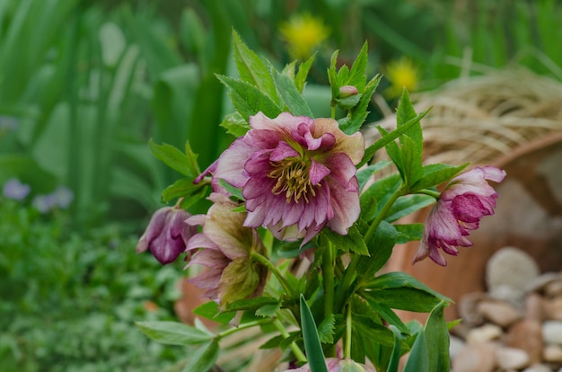 写真 春の庭のヘレボルスバラの花