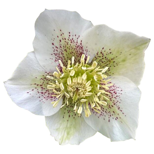 Helleborus x hybridus single white spotted white background