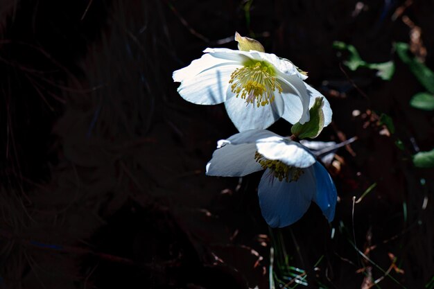 Helleborusbloem in het bos op de voor-Alpen van Noord-Italië