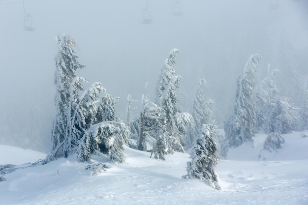 Hellende ijzige besneeuwde sparren op de heuvel van de winterochtend en stoelen van de skilift in de mist.
